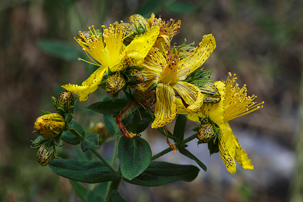 St John's wort